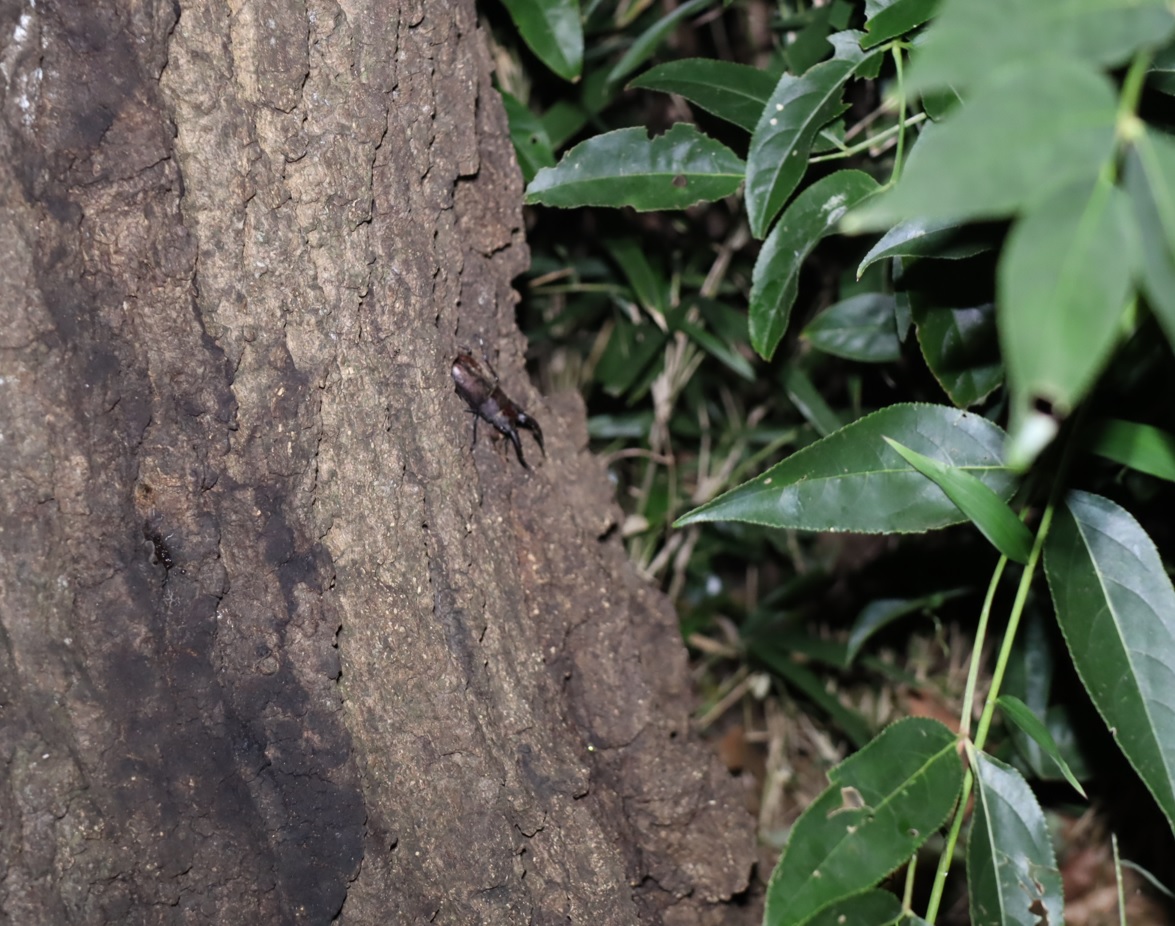 ノコギリクワガタ（中歯）♂（遠景）_No.3のクヌギ_クワガタ達のオアシス_2023年10月23日19時 気温13.9度